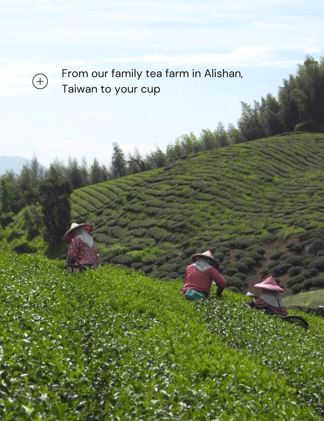 Cottage Retreat High Mountain Oolong Tea